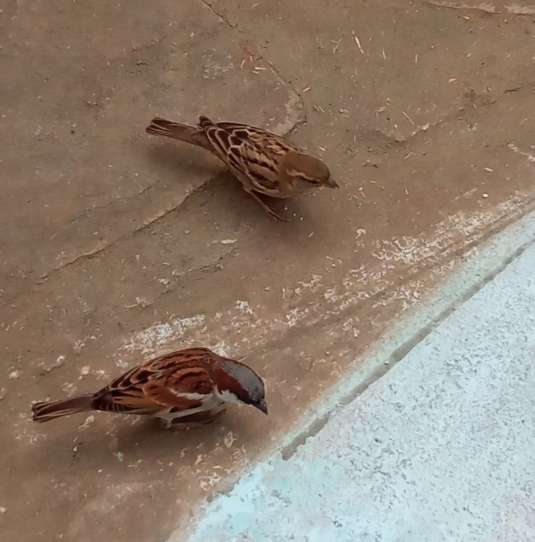 Rahul_S495's tweet photo. #WorldSparrowDay
मेरे घर के आंगन में... रोज सुबह सुबह दाना चुनती.....
#विश्व_गौरेया_दिवस

#Panna #PannaMP 
#World_Sparrow_Day
@WWFINDIA @SP_SPPANNA
@CMMadhyaPradesh @JansamparkMP @vdsharmabjp @Bpsingh_bjp https://t.co/oWrOK2MLg4