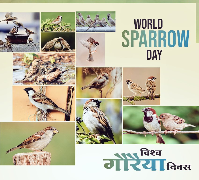 Rahul_S495's tweet photo. #WorldSparrowDay
मेरे घर के आंगन में... रोज सुबह सुबह दाना चुनती.....
#विश्व_गौरेया_दिवस

#Panna #PannaMP 
#World_Sparrow_Day
@WWFINDIA @SP_SPPANNA
@CMMadhyaPradesh @JansamparkMP @vdsharmabjp @Bpsingh_bjp https://t.co/oWrOK2MLg4