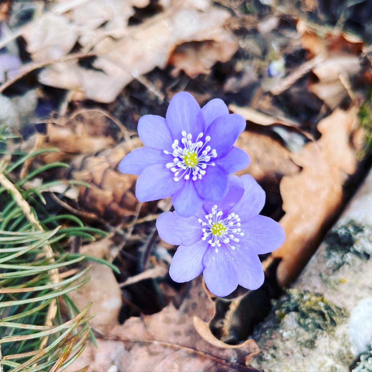 mkocer's tweet photo. Astronomické #jarozačíná dnes 20.3. v 22:24, Slunce se vyhoupne nad rovník aaaa … #vernalequinox2023
… o víkendu si zase šoupneme čas na hodinkách #onlyonetime https://t.co/VgWfzG4rpU
