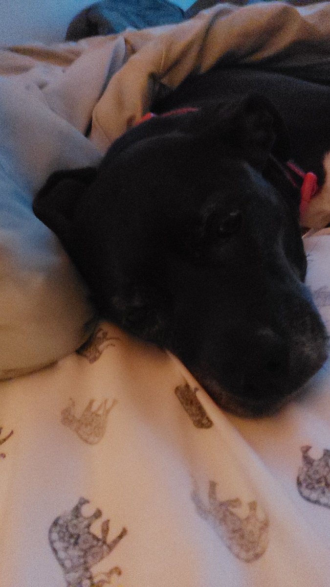 ElusiveFanatic's tweet photo. @milesbon Sleepy doggo 🐶 https://t.co/f6wucdjZyC