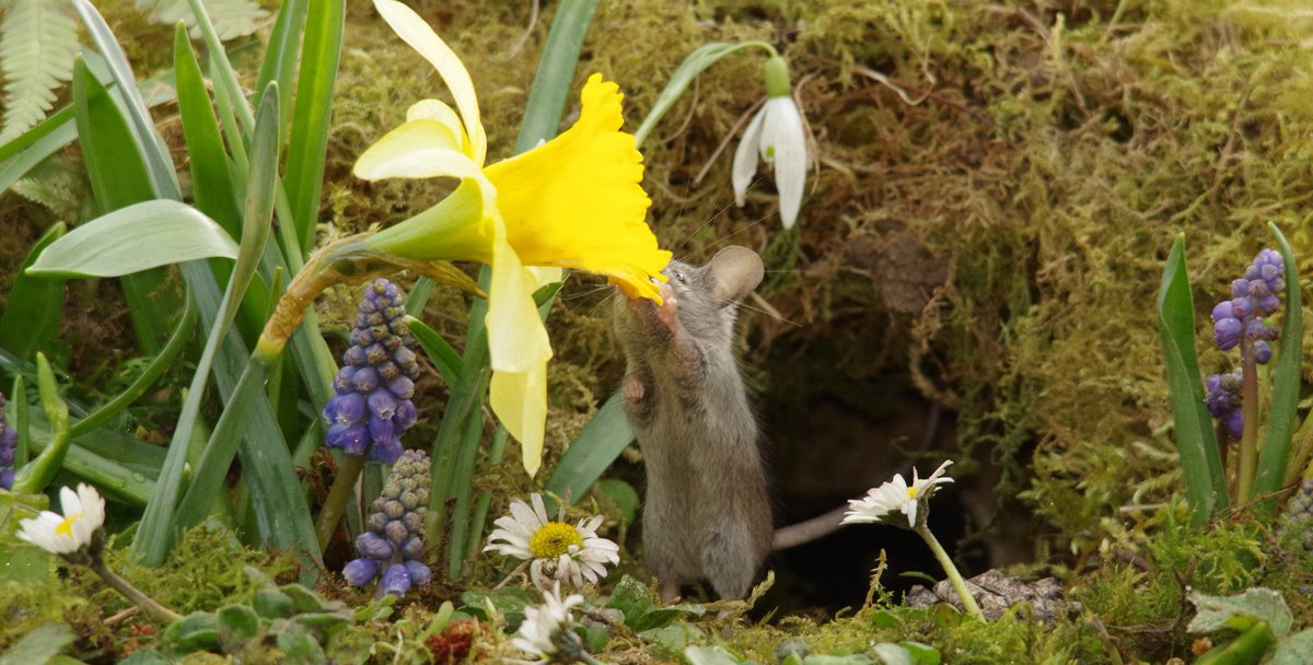 simon_dell_tog's tweet image. spring in the magical mouse village