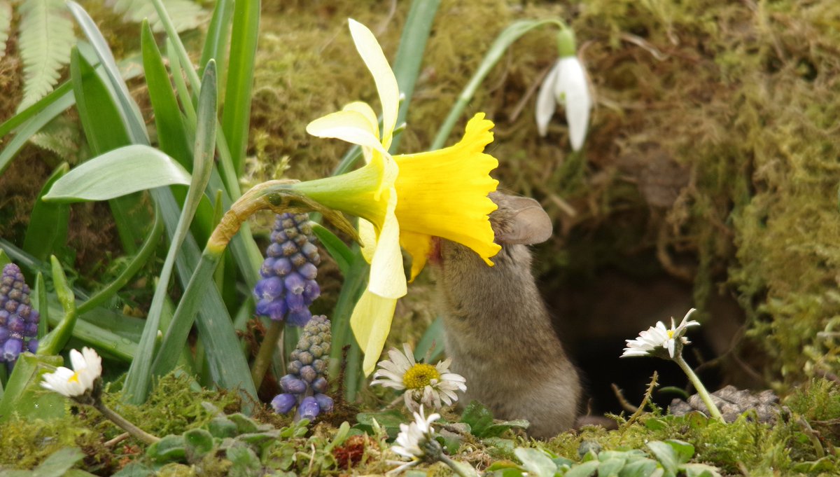simon_dell_tog's tweet image. spring in the magical mouse village