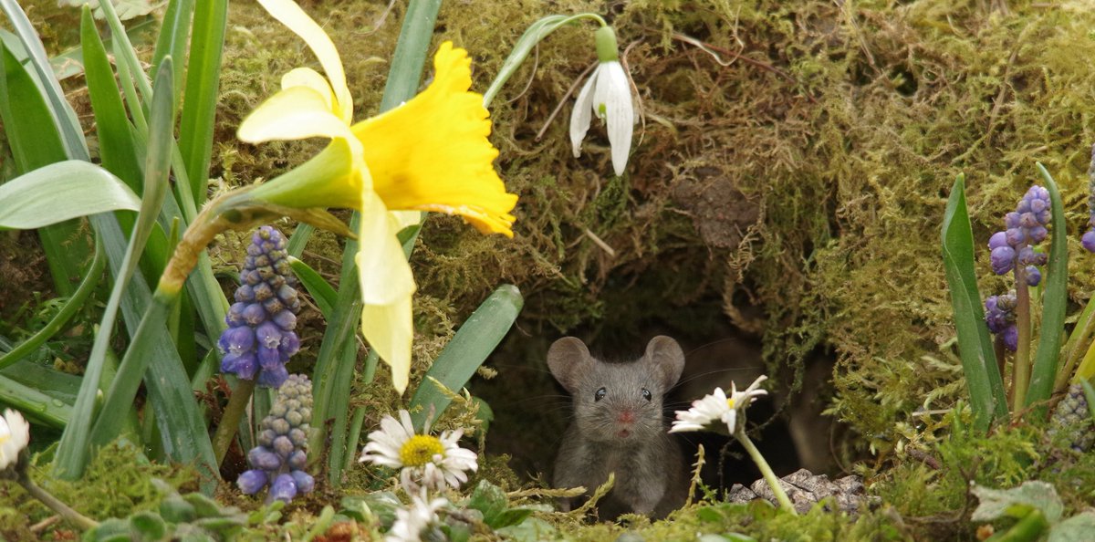 simon_dell_tog's tweet image. spring in the magical mouse village
