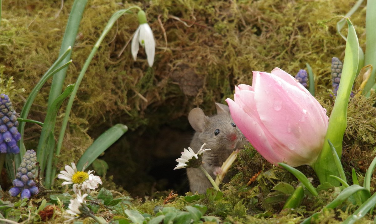 simon_dell_tog's tweet image. spring in the magical mouse village
