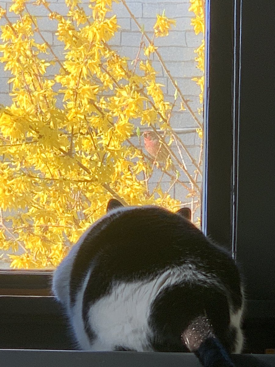 ErisandeVT's tweet photo. This birdie is so close, yet so far… https://t.co/tAQ3qr0OaF