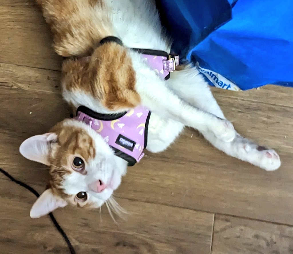 BibiBlossoms's tweet photo. Oliver modelling my pet collection. https://t.co/DWvOhrrDi4