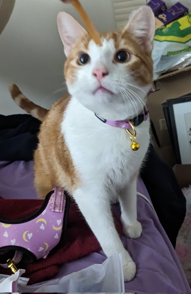 BibiBlossoms's tweet photo. Oliver modelling my pet collection. https://t.co/DWvOhrrDi4