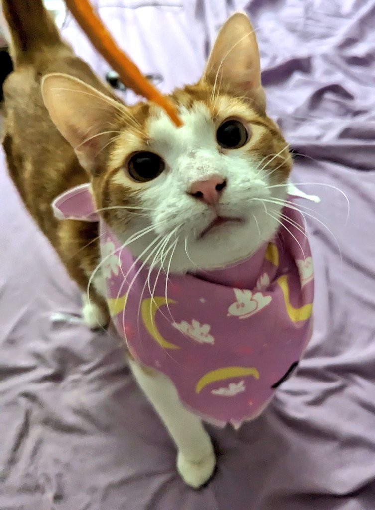 BibiBlossoms's tweet photo. Oliver modelling my pet collection. https://t.co/DWvOhrrDi4