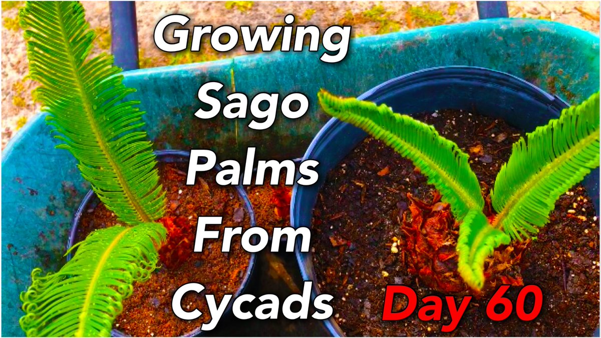 Alion_Unleashed's tweet image. Join us as we pot nearly a dozen sago palms that we germinated from cycads at around day 60. 

#palmcycad #germination #sagopalm

Growing Sago Palms From Cycads | Day 60
youtu.be/zxFDz0e72c0