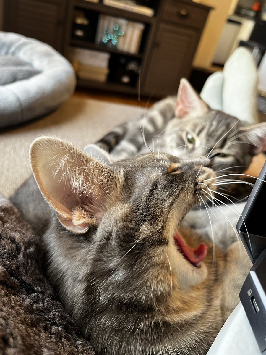 RStefansky's tweet photo. In case anyone was wondering how the rest of the weekend shook out.

Look, if @PatCallaghan6 says, “listen to the cats,” you listen to the cats. #TheyKnowThings https://t.co/DyIJV8j7pC