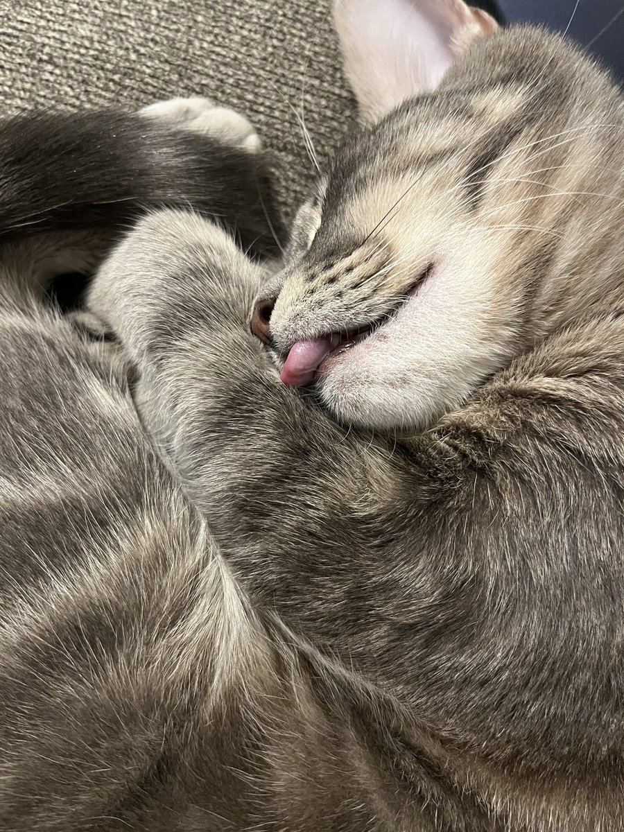 RStefansky's tweet photo. In case anyone was wondering how the rest of the weekend shook out.

Look, if @PatCallaghan6 says, “listen to the cats,” you listen to the cats. #TheyKnowThings https://t.co/DyIJV8j7pC