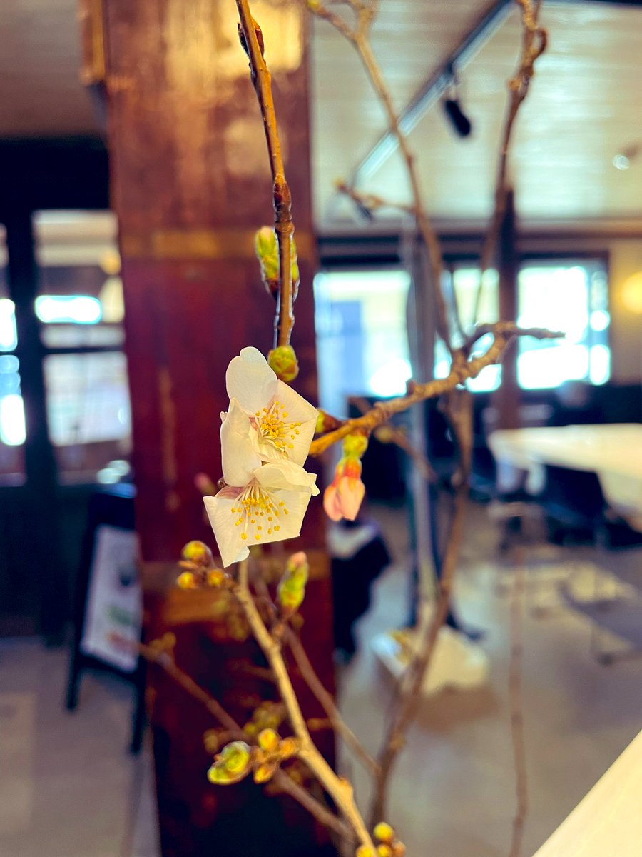 cocochi_style's tweet photo. ちなみに桜咲きました🌸 https://t.co/ttJ86zQXJ9