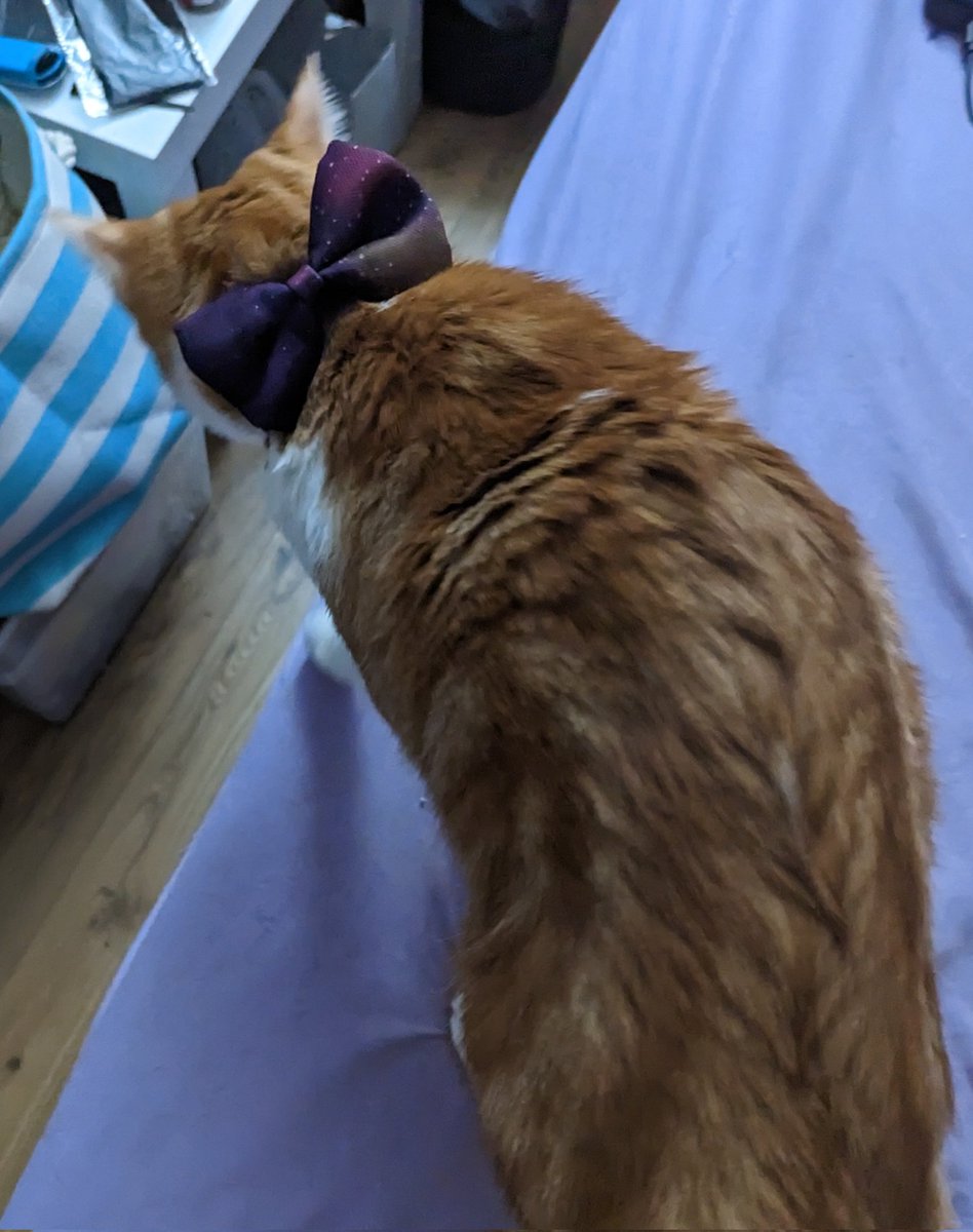 BibiBlossoms's tweet photo. Oliver modelling the galaxy pet collection. https://t.co/p1sqQgiiSQ