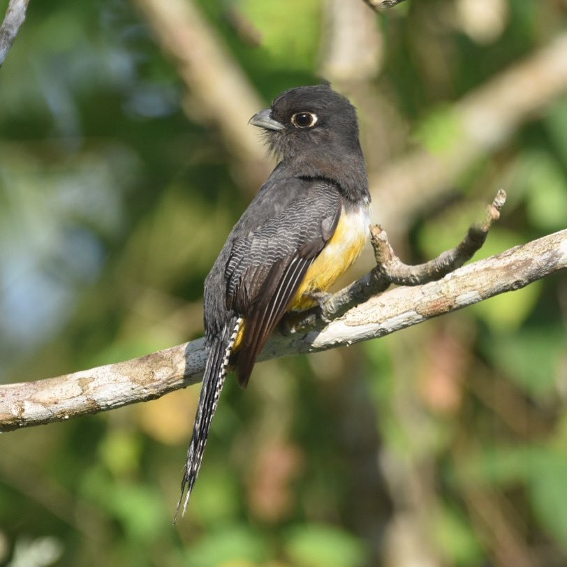 birdsofctwsbz's tweet photo. Gartered Trogon (F)
Trogon caligatus
~
The #GarteredTrogon is distributed from central Mexico throughout Central America, Colombia, western Ecuador, northwestern Peru and the Maracaibo basin in Venezuela.
~
#birdsofbelize #birdsofcrookedtree #crookedtreebelize #belize #birds https://t.co/5p4MZ7EqCT