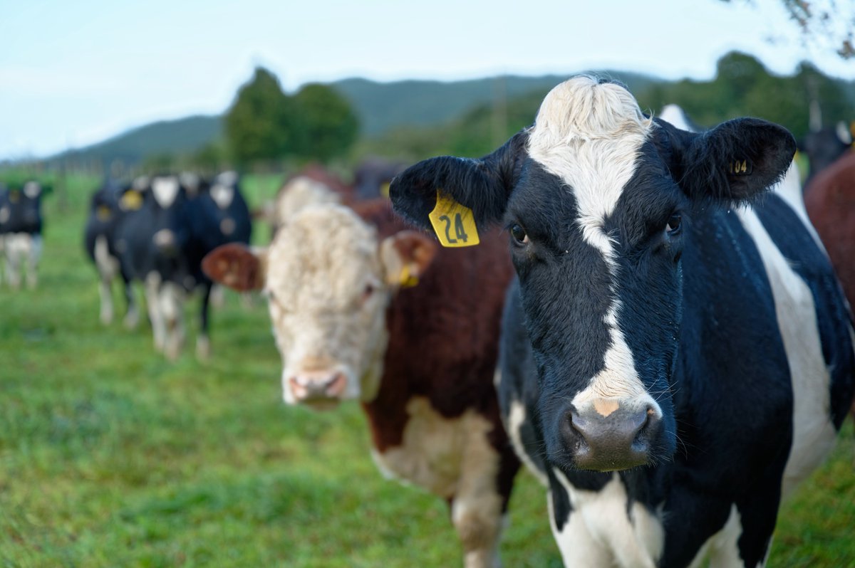 nzagrc's tweet photo. @LICnz is advertising a 3-year, fully funded PhD in their low-methane cattle breeding programme - a great opportunity to join this critical area of #Science. For more, see https://t.co/I9f6bOLhlZ https://t.co/SaP2cq59Wk