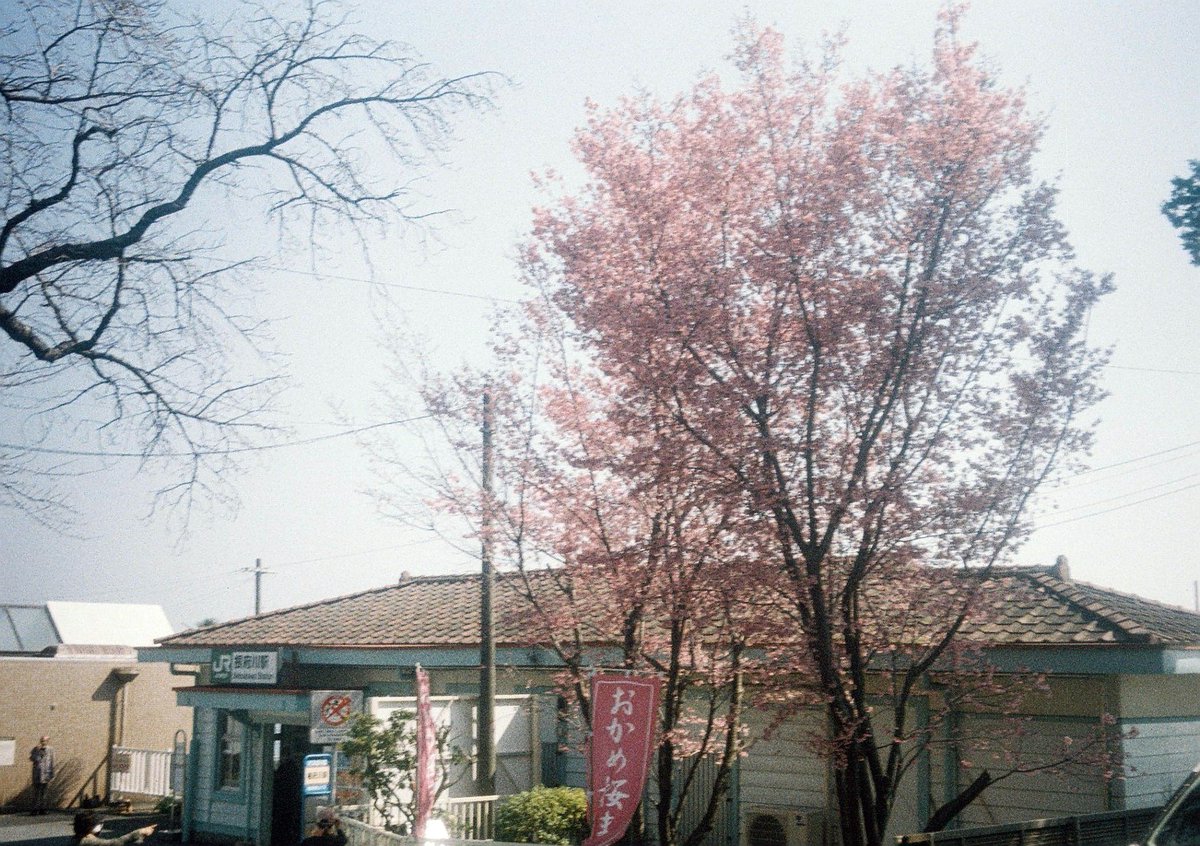 kashimu_HAMA's tweet photo. #根府川 #おかめ桜 #ウォーキング の写真の現像が上がってきました。おかめ桜は根府川駅前は満開でしたが山の方は開花が進んでいなかった。
#オリンパス #PEN_EE
#FUJIFILM 業務記録用フィルム 期限:2010.08 補正値:ASA64
#期限切れフィルム
#カメスズ
#film
#filmcamera
#TLを花でいっぱいにしよう https://t.co/ZpRpBTJdRR