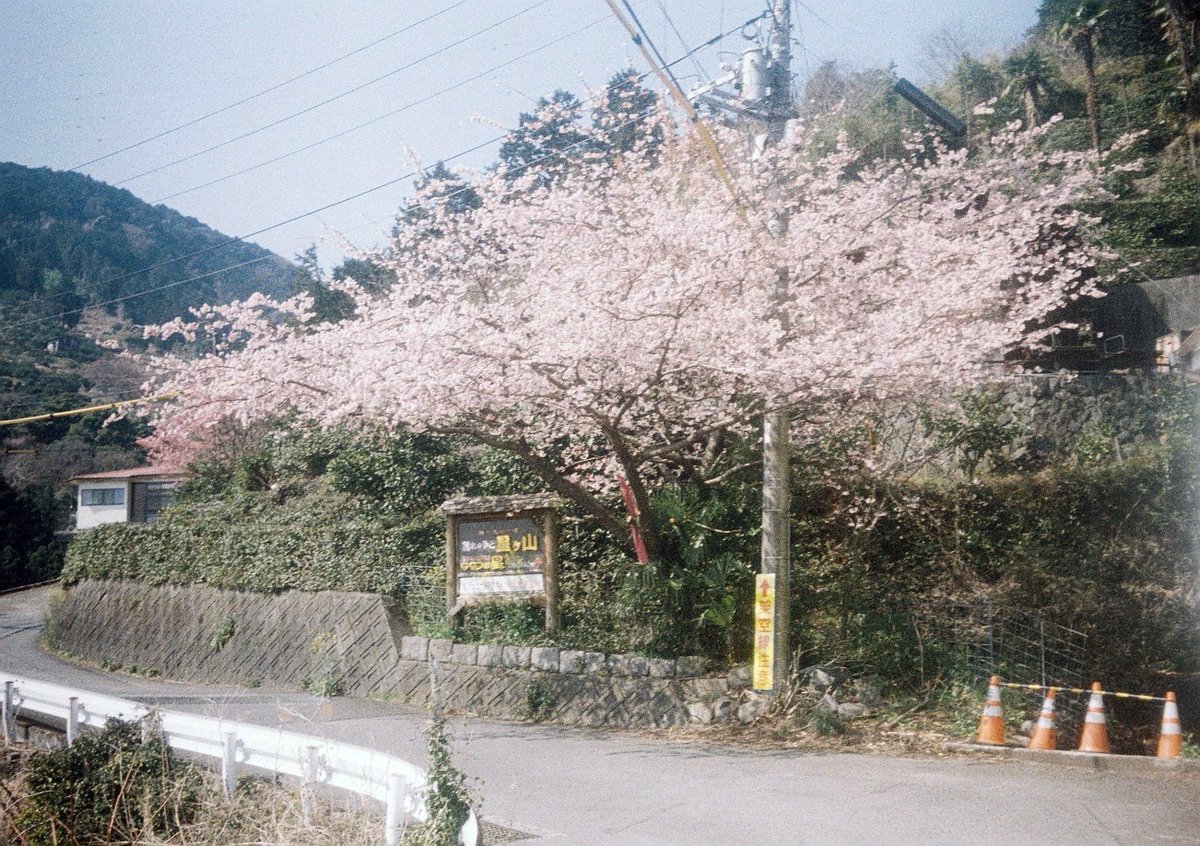 kashimu_HAMA's tweet photo. #根府川 #おかめ桜 #ウォーキング の写真の現像が上がってきました。おかめ桜は根府川駅前は満開でしたが山の方は開花が進んでいなかった。
#オリンパス #PEN_EE
#FUJIFILM 業務記録用フィルム 期限:2010.08 補正値:ASA64
#期限切れフィルム
#カメスズ
#film
#filmcamera
#TLを花でいっぱいにしよう https://t.co/ZpRpBTJdRR
