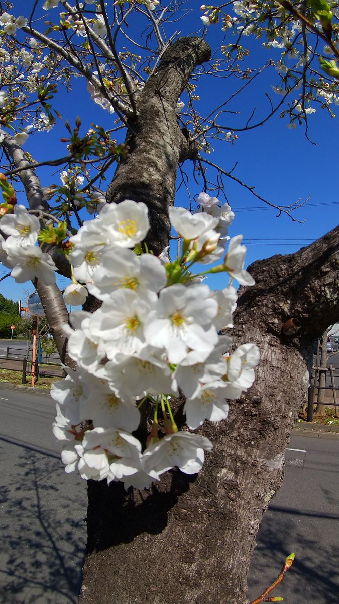 久し振りの散歩道我が町の児童公園の桜が咲き始めました。