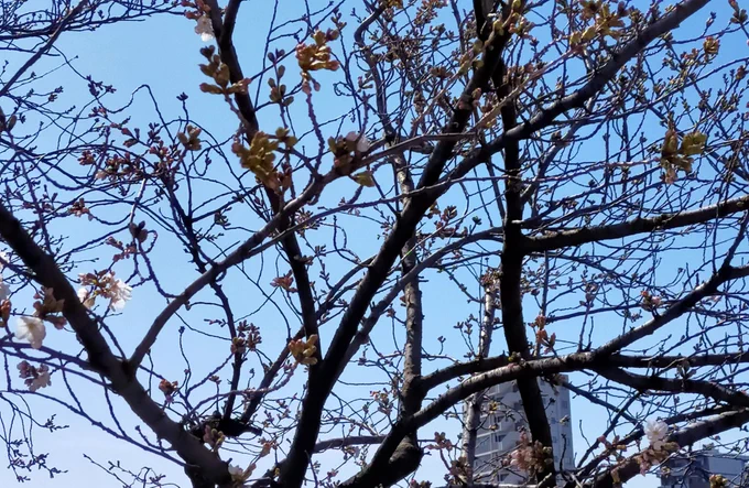 おは…こんにちは('ω`)今年度最後の外ミッションに来ておりますポカポカ陽気ですがサクラはまだちょい先のようですこの一年、私もドカンと学ばせてもらいました( - -)"収穫大皆様、今日もいい日でありますように(⁎ᴗ͈ˬᴗ͈⁎) 