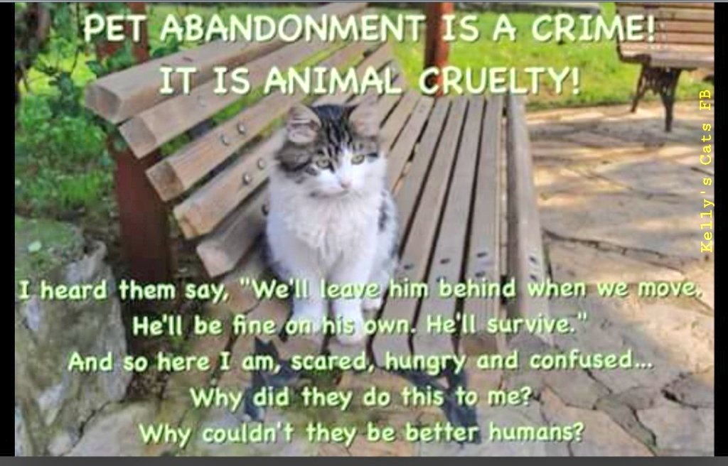 🌻Samson Cat🐱 (@meowmiya88) on Twitter photo 