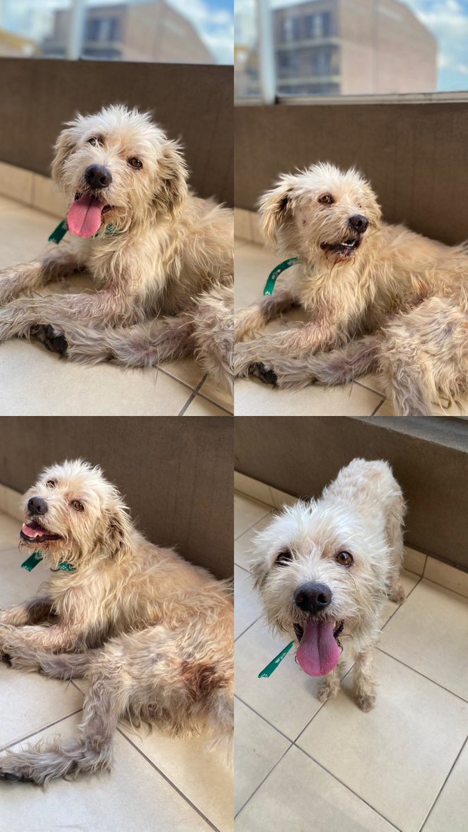Este perrito callejero fue rescatado del ataque de un pitbull. Nos hicimos cargo de su recuperación y tratamiento. En la semana tiene turno para baño y peluquería. 
Está listo para una adopción responsable, es súper bueno y amoroso♥️
Se entrega con compromiso de castracion.