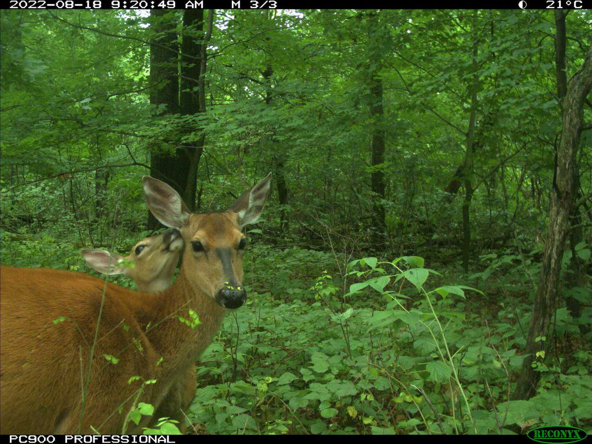 Eyes On The Wild Pictures (@eyesonwild_pics) on Twitter photo 