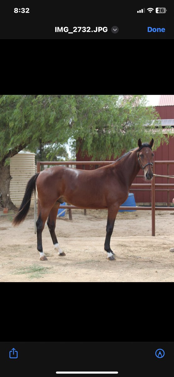 ASBAAust's tweet image. Lot 10 Southern Stars Sale colt by Poster Boy x Writteninpaynt family of WA Champion Chandon &amp;amp; Aust 2yo of the year Our Waikiki Beach  
sabotra.org.au/2023-southern-…
@vege07 @HarnessBreeders @Harnesslink