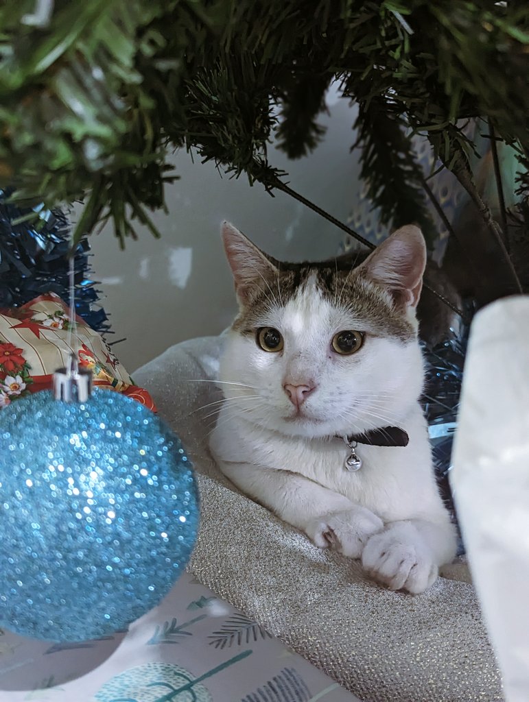 Kennikay1's tweet photo. @lijitimate Here's my son Winter!!! ❣️ https://t.co/LPwaSHRpus