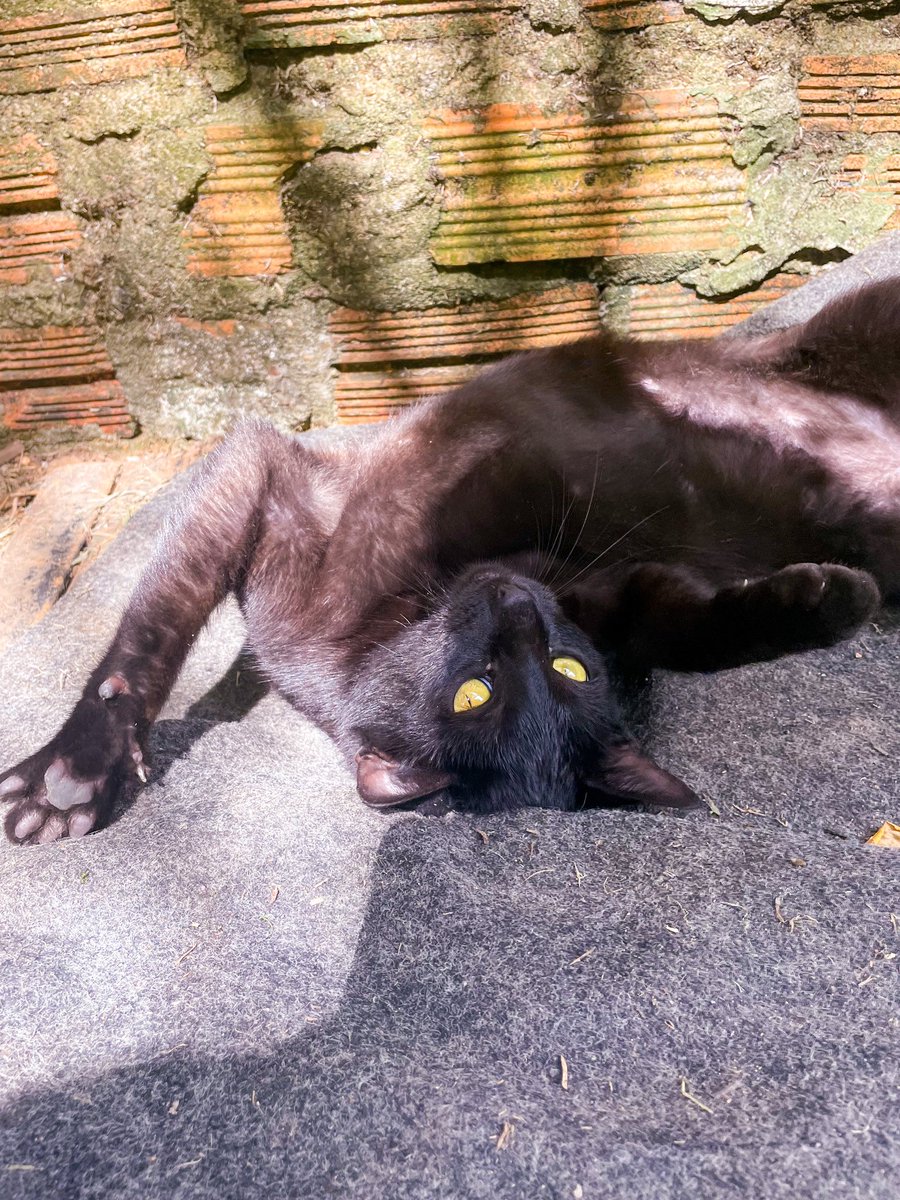 Pessoal de Triunfo e região!

à algumas semanas atrás essa gatinha apareceu aqui em casa, e, até então, estamos mantendo um lar temporário para ela. Contudo, como já temos outros animais, estamos na busca de papais que queiram adotar essa panterinha!!

PV deem like e RT!!