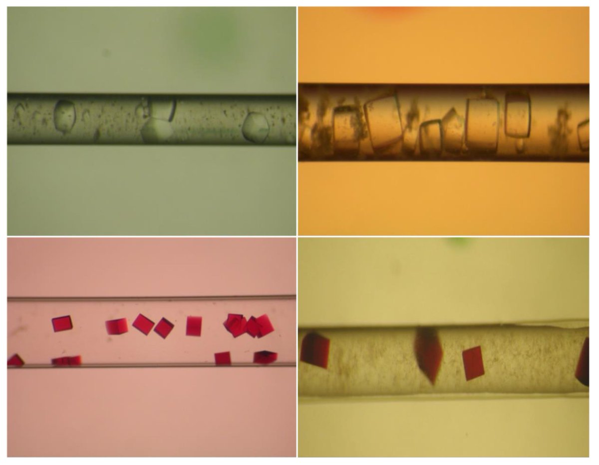 Crystals_MDPI's tweet photo. #Highly_cited
"On the Quality of #ProteinCrystals Grown under Diffusion Mass-transport Controlled Regime (I)" by Josรฉ A. Gavira. @Gavirius @LEC_CSIC @IACT_divulga
๐You can read it here: https://t.co/HEfOSuVY1a
#protein_crystallization
#microgravity
#agarose https://t.co/FOanx7HOOm