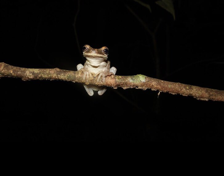 Eli_Ecology's tweet photo. Happy #worldfrogday https://t.co/Eg4yZHKog2