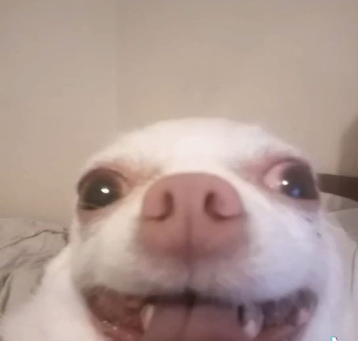 ucieluv's tweet image. tô felizinha com meu progresso no inglês hehe
 já tô falando e entendendo melhor que antes