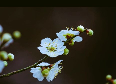 BaltistanStudio's tweet photo. Blossom 🌸🌸🌸 in gilgit baltistan Pakistan 🇵🇰🇵🇰🇵🇰 https://t.co/aGqXIYixOf