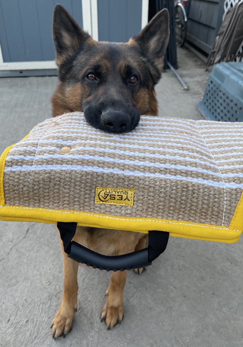 Gunnar_GSD's tweet photo. Great training this and yesterday mornings. Best of all, the new bite sleeve Dad bought me came in. #dogsoftwitter https://t.co/W4eUORVWGG