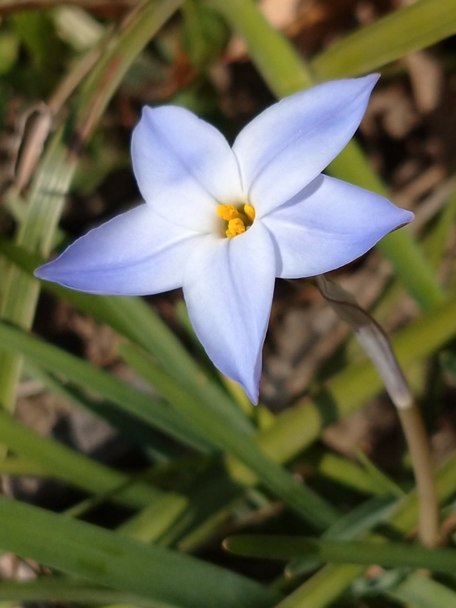 Lot415's tweet image. ハナニラを見つけました。#ハナニラ #花