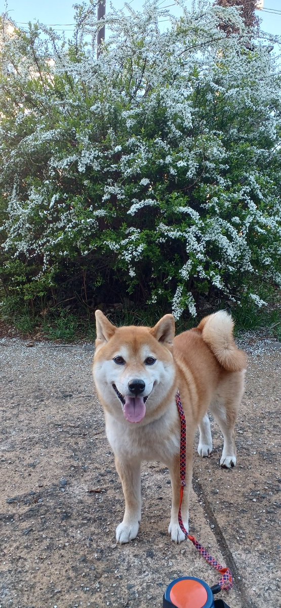 mihonman34's tweet photo. ユキヤナギと柴犬 https://t.co/JzEh6l4XY7