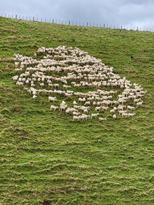 farmgirllacy