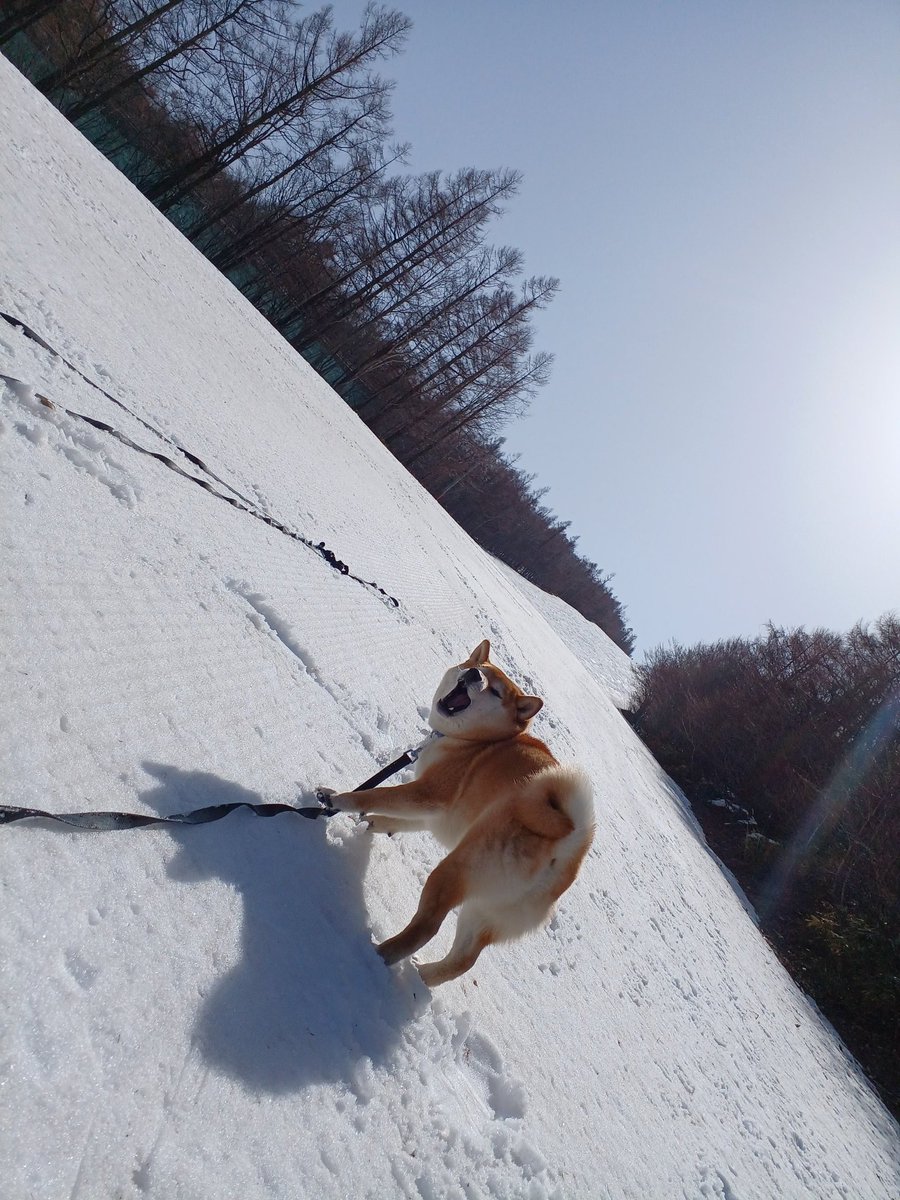 mihonman34's tweet photo. 雪と柴犬 https://t.co/Z2b21WoWxh