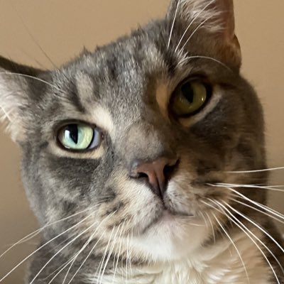 RoccoTheTiger's tweet photo. #NewProfilePic https://t.co/TzQbLN71EX