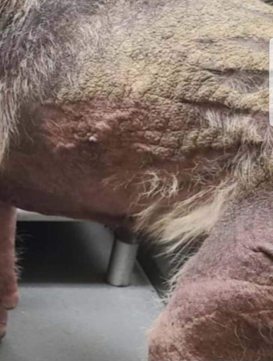 reddogsusie's tweet photo. #TN #MEMPHIS
🆘AT RISK🆘SENIOR ALERT🆘
Geo 9yr 6mo boy HW+ Scared & with his skin red raw, this poor senior has lacked any love or care for some time…if ever! Needs Adult only home or🔹Rescue 🔹Foster🔹Pledges -pls help #MASA21731
https://t.co/f7Mk6s909X https://t.co/yM4iQiOQTe