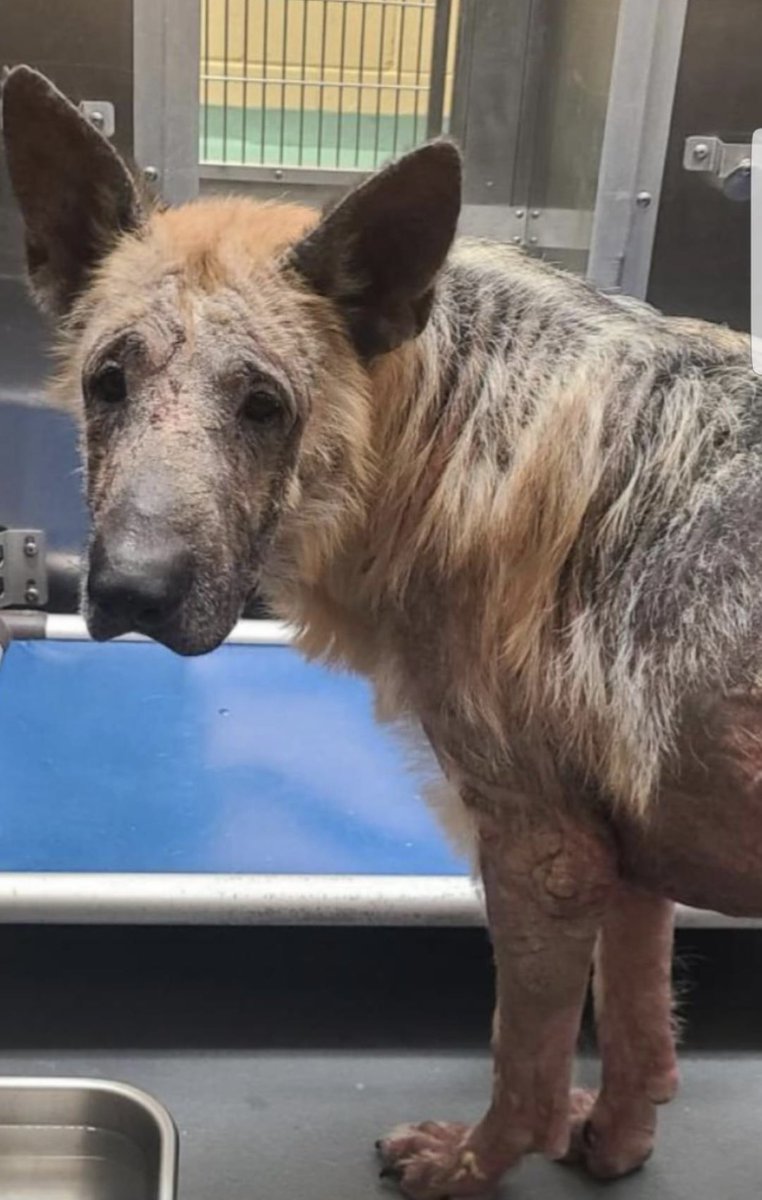 reddogsusie's tweet photo. #TN #MEMPHIS
🆘AT RISK🆘SENIOR ALERT🆘
Geo 9yr 6mo boy HW+ Scared & with his skin red raw, this poor senior has lacked any love or care for some time…if ever! Needs Adult only home or🔹Rescue 🔹Foster🔹Pledges -pls help #MASA21731
https://t.co/f7Mk6s909X https://t.co/yM4iQiOQTe