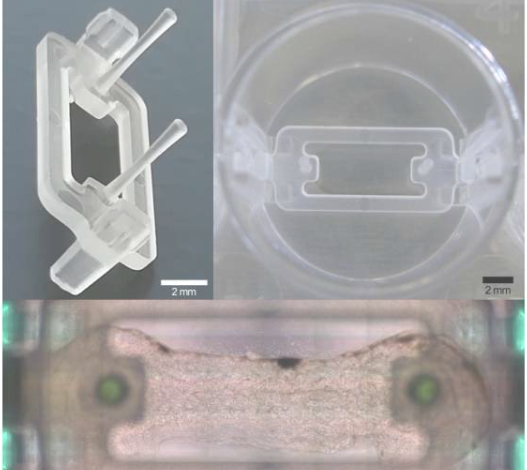 IJB_ASP's tweet image. Do you know the novel #microplate 3-D #bioprinting platform?🤔🤔
This screening platform represents a promising new #tool for #musculoskeletal drug discovery and development.
Read more:👇👇
phys.org/news/2018-06-m…
