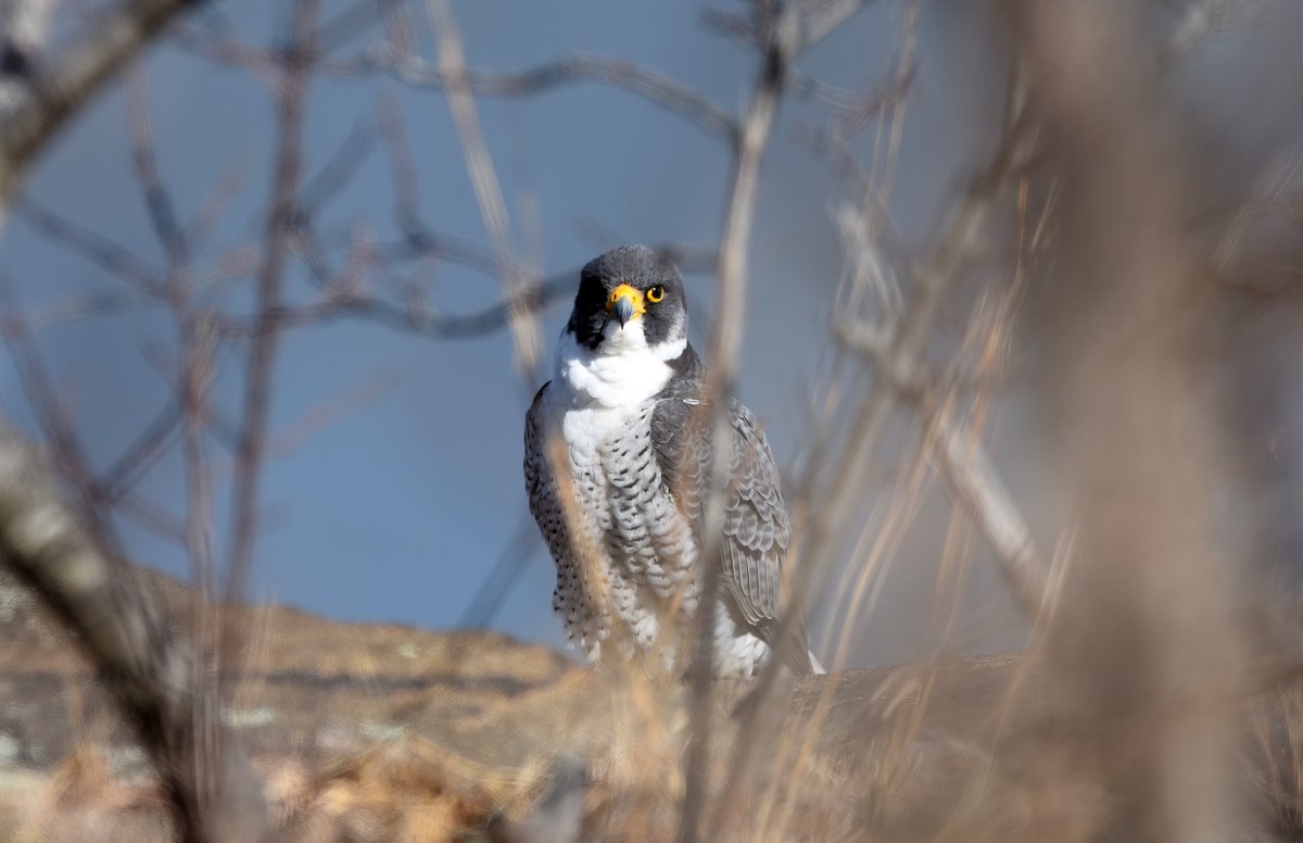 Siouxcq523's tweet photo. Amazing walk in Alpine and State Lookout #nj #njparks #statelookout #alpinenj #raptor #falcon #vulture https://t.co/7Esan1WdA9