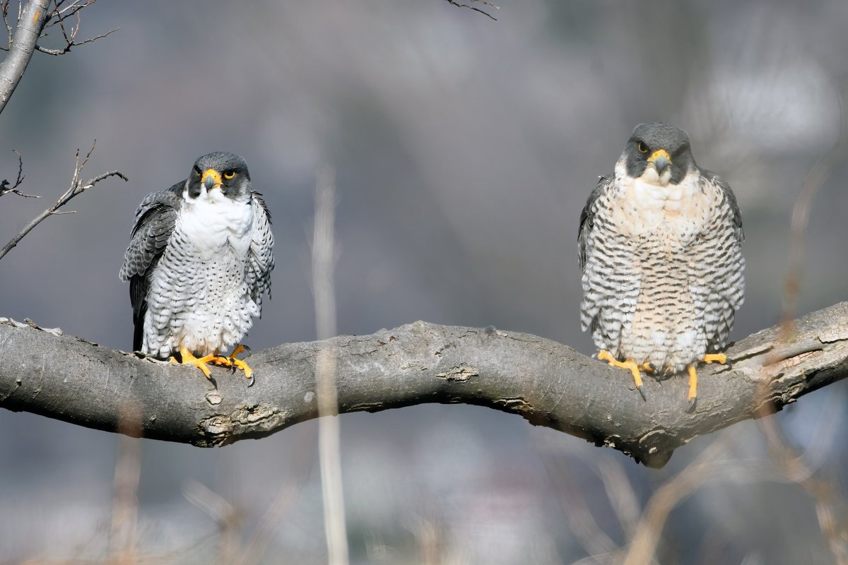 Siouxcq523's tweet photo. Amazing walk in Alpine and State Lookout #nj #njparks #statelookout #alpinenj #raptor #falcon #vulture https://t.co/7Esan1WdA9