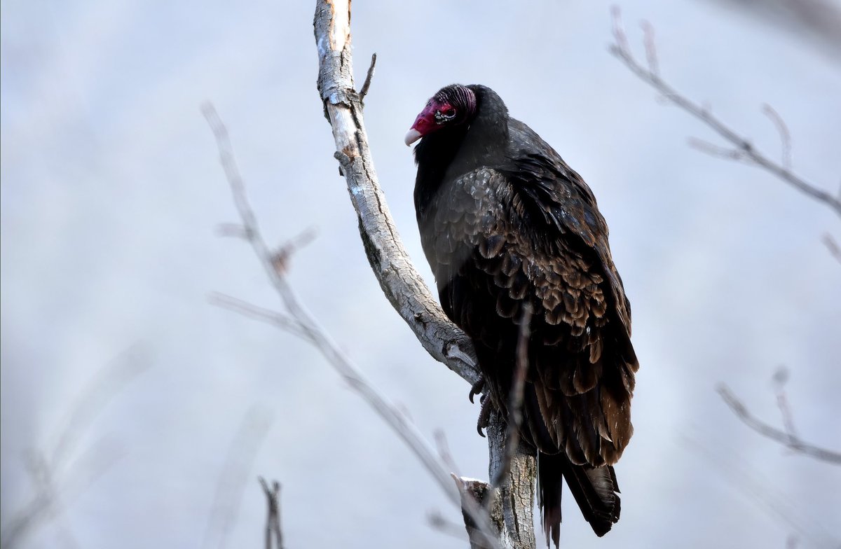 Siouxcq523's tweet photo. Amazing walk in Alpine and State Lookout #nj #njparks #statelookout #alpinenj #raptor #falcon #vulture https://t.co/7Esan1WdA9