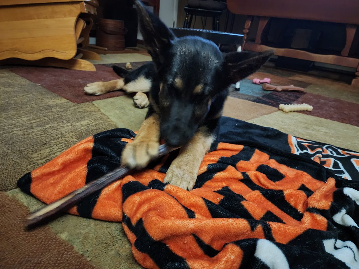 7DustKat73's tweet photo. Just lost my beautiful pupper Casey 2.5 weeks ago. Got asked if I'd "foster" a 4 mo pup that was in a 'not great' situation. Here's Maggie (Margaret Ja'Marr Chase) She's already doing 1000% better. #ForeverFoster πΆβ€οΈ https://t.co/jXYiuynFWQ