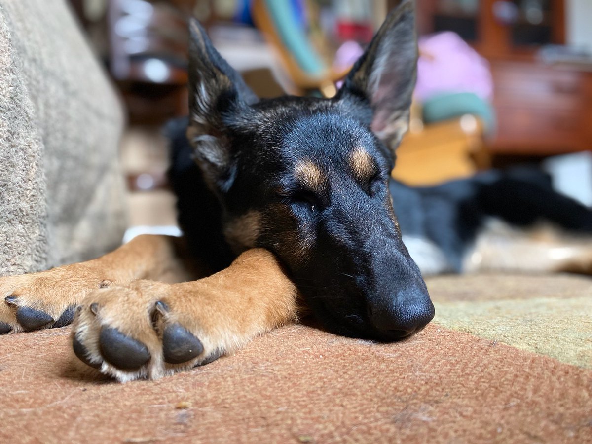 7DustKat73's tweet photo. Just lost my beautiful pupper Casey 2.5 weeks ago. Got asked if I'd "foster" a 4 mo pup that was in a 'not great' situation. Here's Maggie (Margaret Ja'Marr Chase) She's already doing 1000% better. #ForeverFoster πΆβ€οΈ https://t.co/jXYiuynFWQ