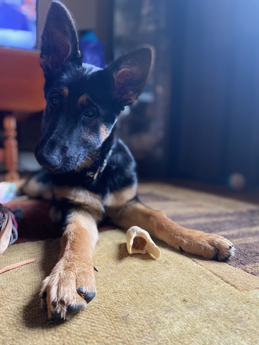 7DustKat73's tweet photo. Just lost my beautiful pupper Casey 2.5 weeks ago. Got asked if I'd "foster" a 4 mo pup that was in a 'not great' situation. Here's Maggie (Margaret Ja'Marr Chase) She's already doing 1000% better. #ForeverFoster πΆβ€οΈ https://t.co/jXYiuynFWQ