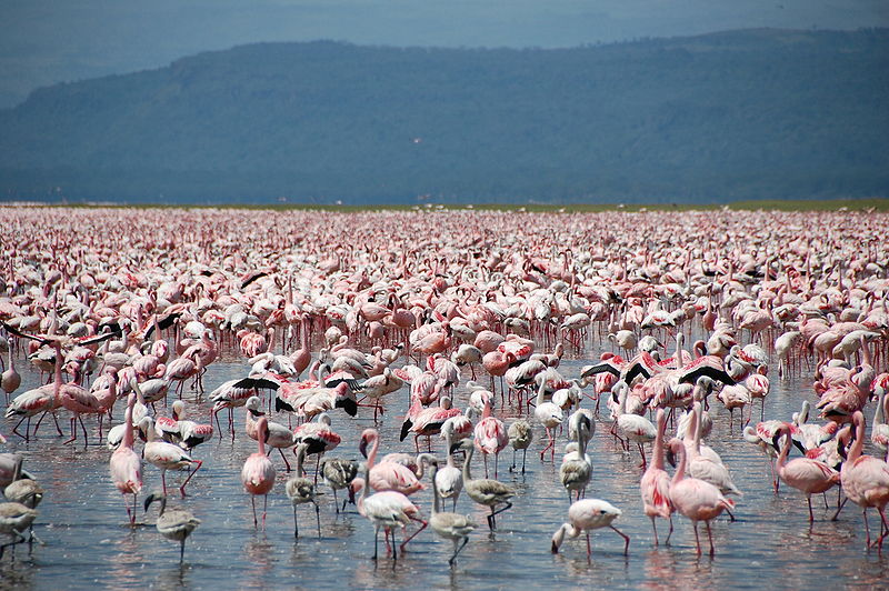 RecklessRexpert's tweet photo. A group of flamingoes is called a flamboyance #birbfacts #herpfacts https://t.co/EWl7ZHElQC