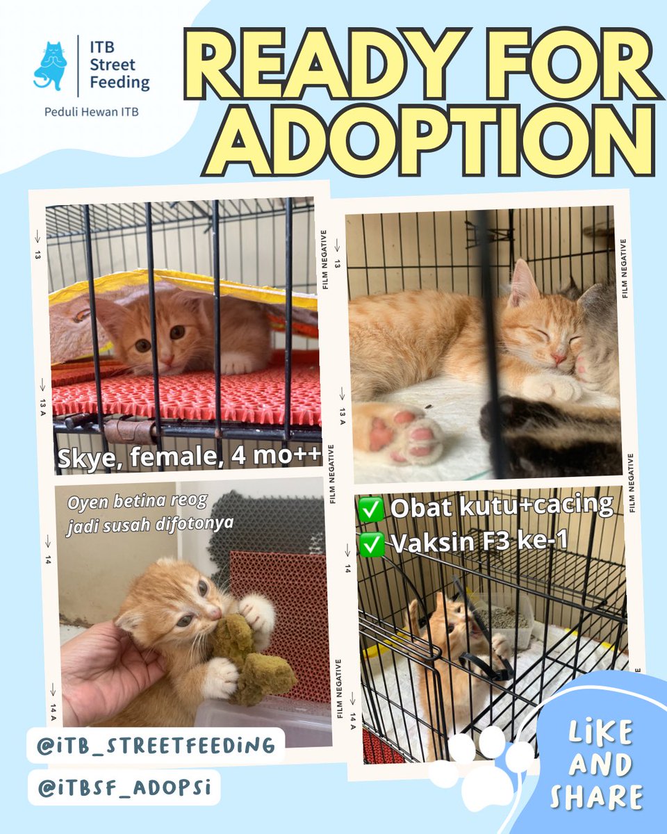 ITBSF's tweet photo. Kitten asuhan ITBSF siap diadopsi (20/03/2023)
Syarat dan ketentuan adopsi di foto ke-3 ygy. Formulir adopsi di https://t.co/vKal9a9aTp
#kucingitb #itbstreetfeeding #adopsijanganbeli #prosterilkucing #adopsikucingbandung https://t.co/hrk9FJgEkx